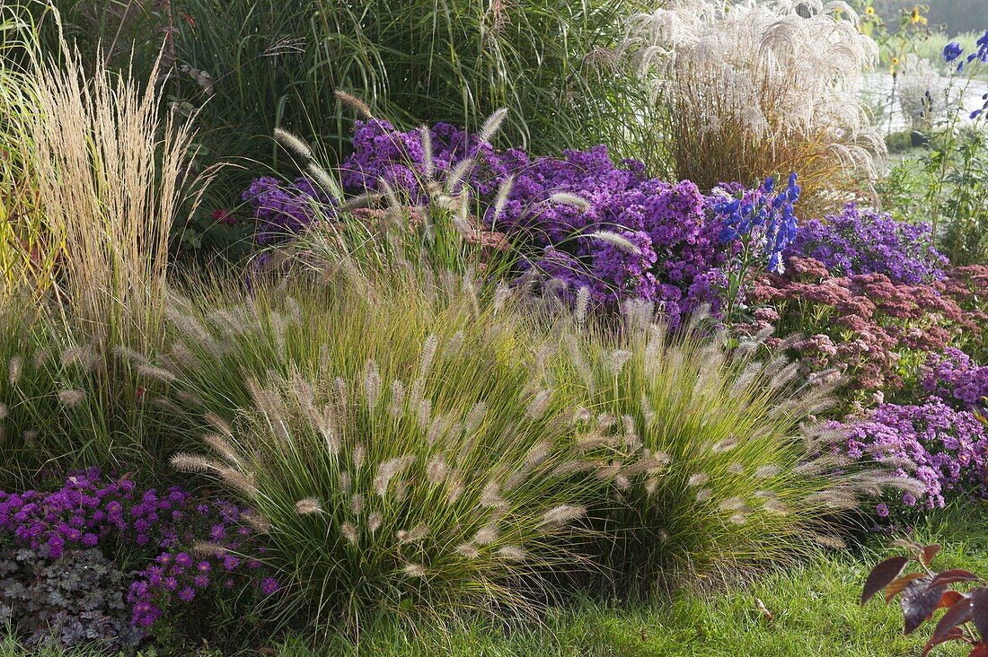 Herbstbeet mit Gräsern : Pennisetum compressum 'Hameln'