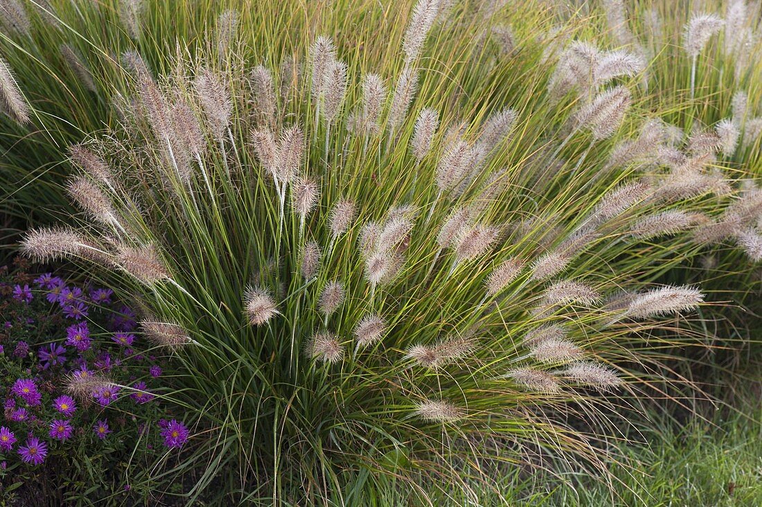 Autumn bed with grasses, Pennisetum compressum 'Hameln'