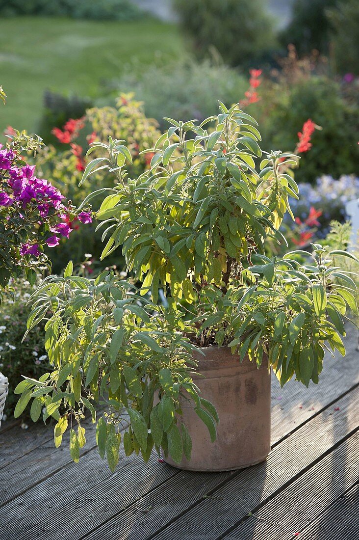 Sage (Salvia officinalis) in a terracotta pot on a wooden deck