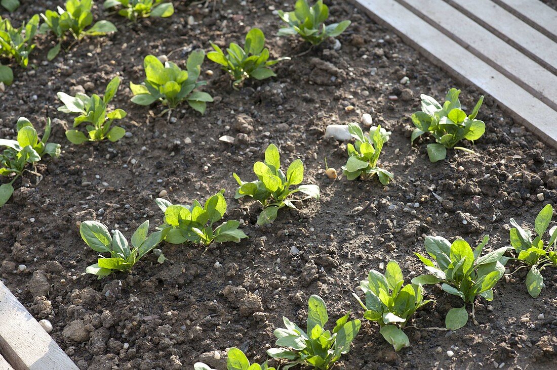 Young spinach 'Madator' (Spinacia oleracea) in the vegetable patch