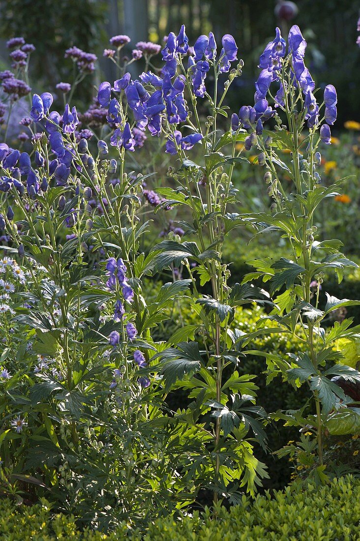 Aconitum carmichaelii 'Arendsii' (aconite)