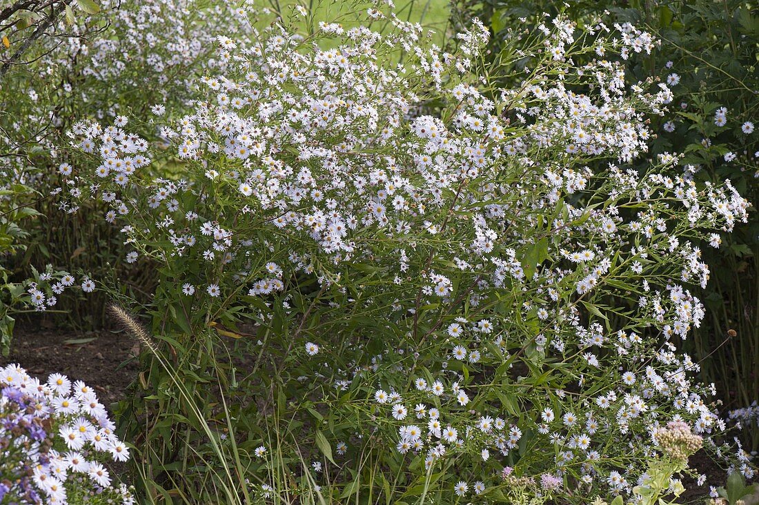 Aster cordifolius (Black aster)