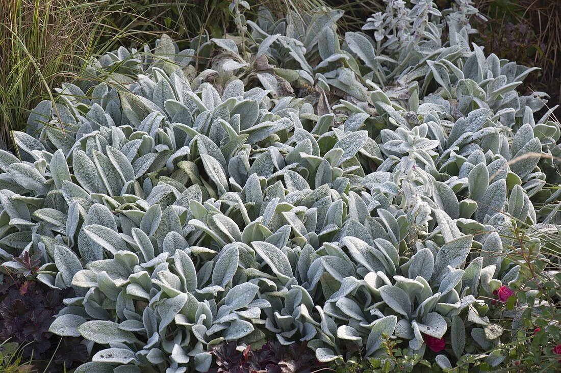 Stachys byzantina 'Silver Carpet' (Wooly Carpet-pebble)