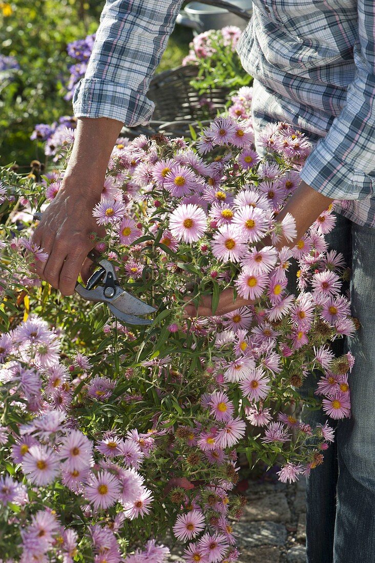 Frau schneidet Aster (Herbstastern)