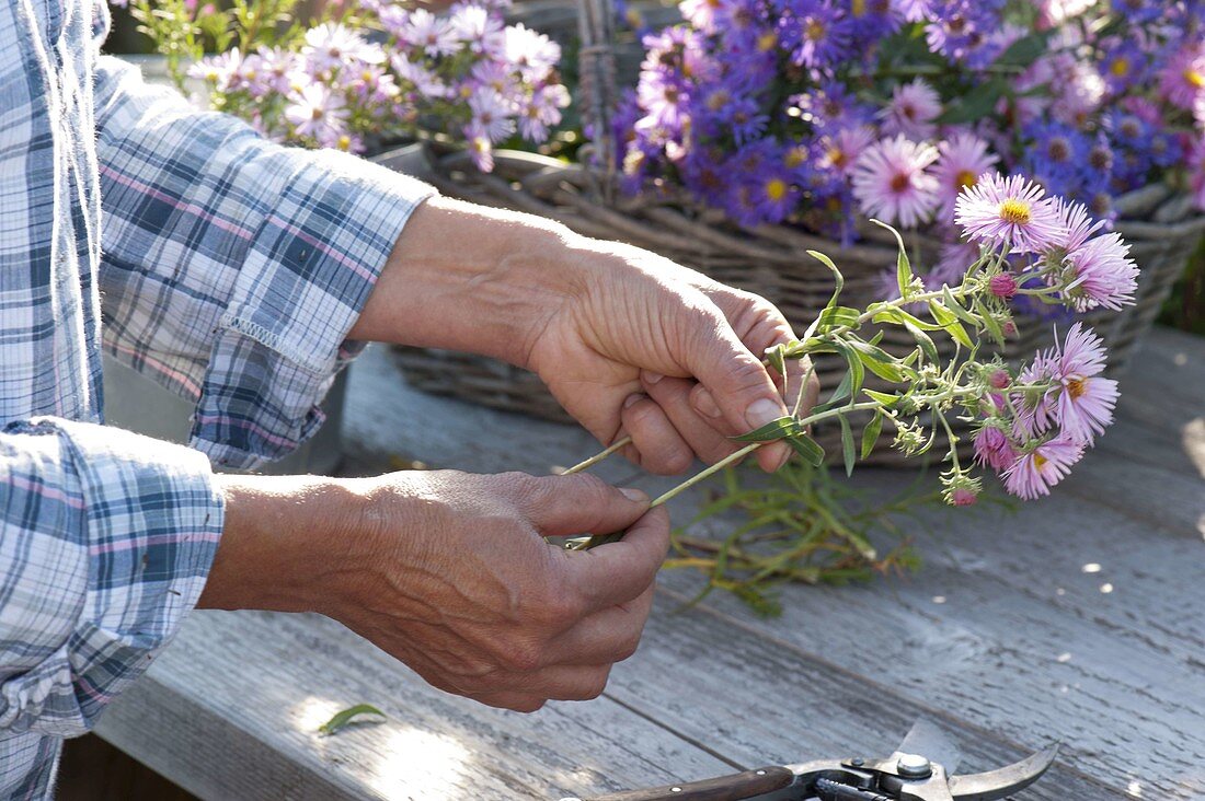 Before tying or planting Aster (autumn asters)