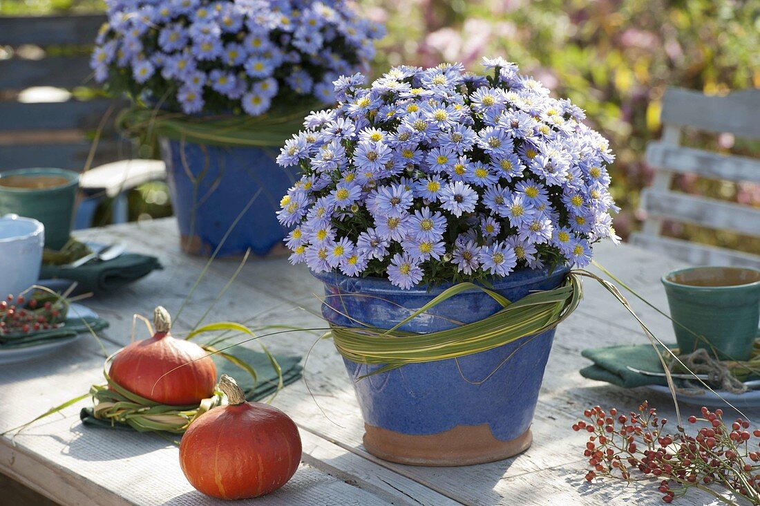 Blue pots with Aster dumosus 'Aqua Compact' (cushion asters), Spartina