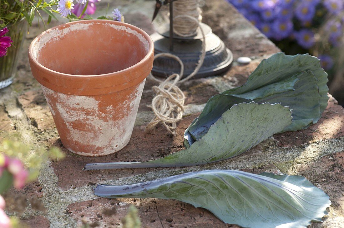 Cabbage leaves as decorative covering for clay pot (1/4)