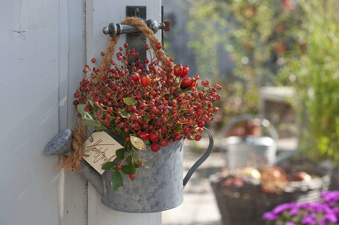 Small zinc watering can with pinks (rose hips)