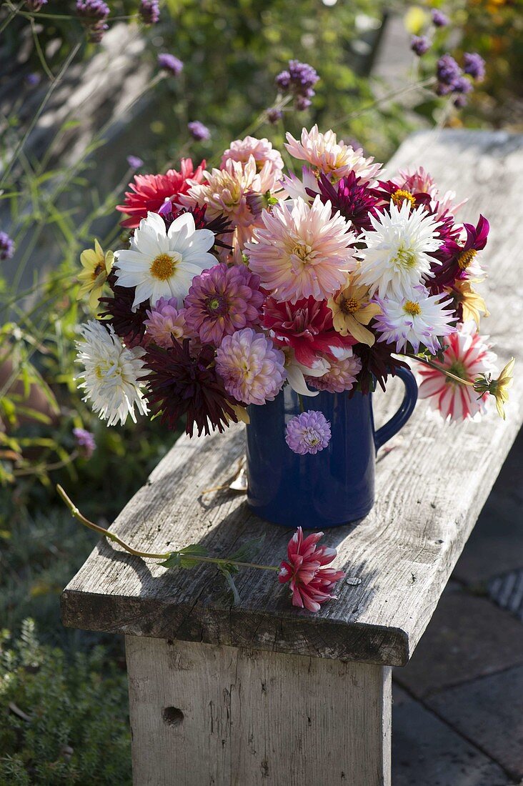 Strauß aus gemischten Dahlia (Dahlien) in blauem Krug