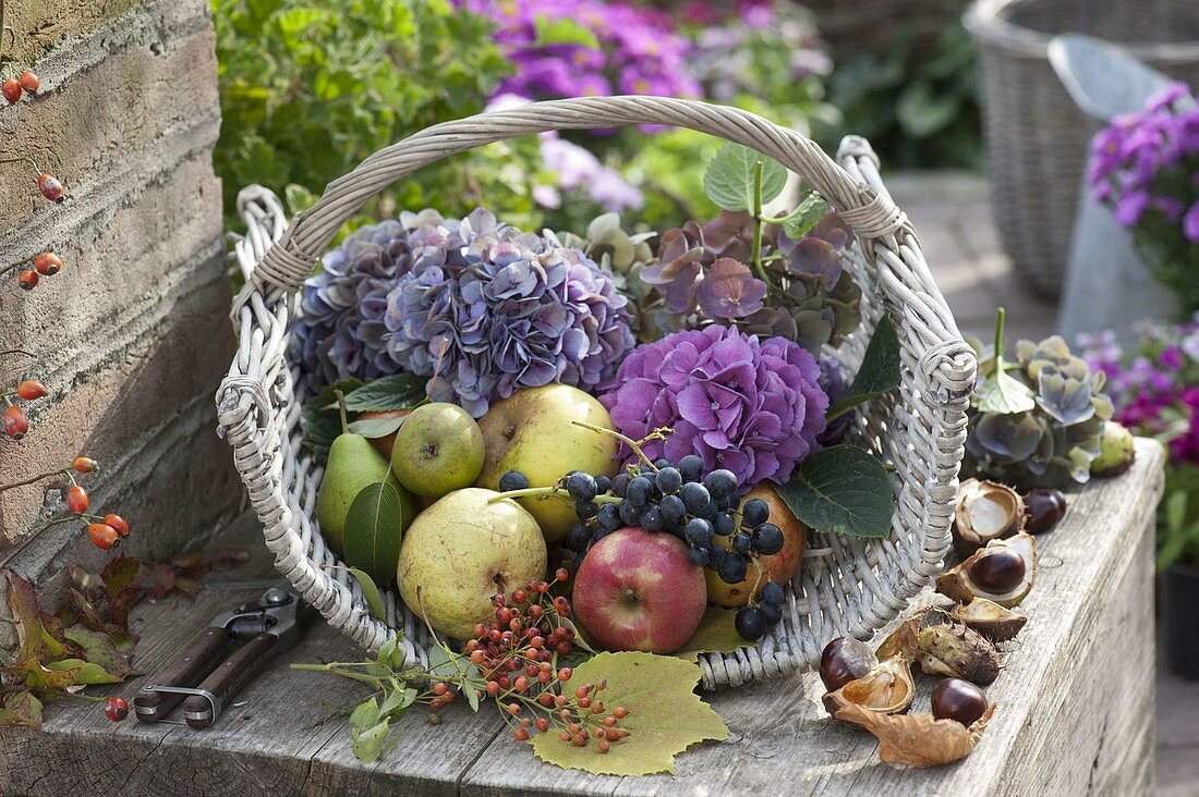 Basket with freshly harvested apples (Malus)