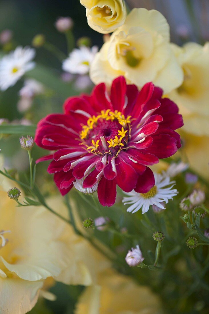 Flower of red Zinnia elegans Profusion 'Double Cherry' (Zinnia)