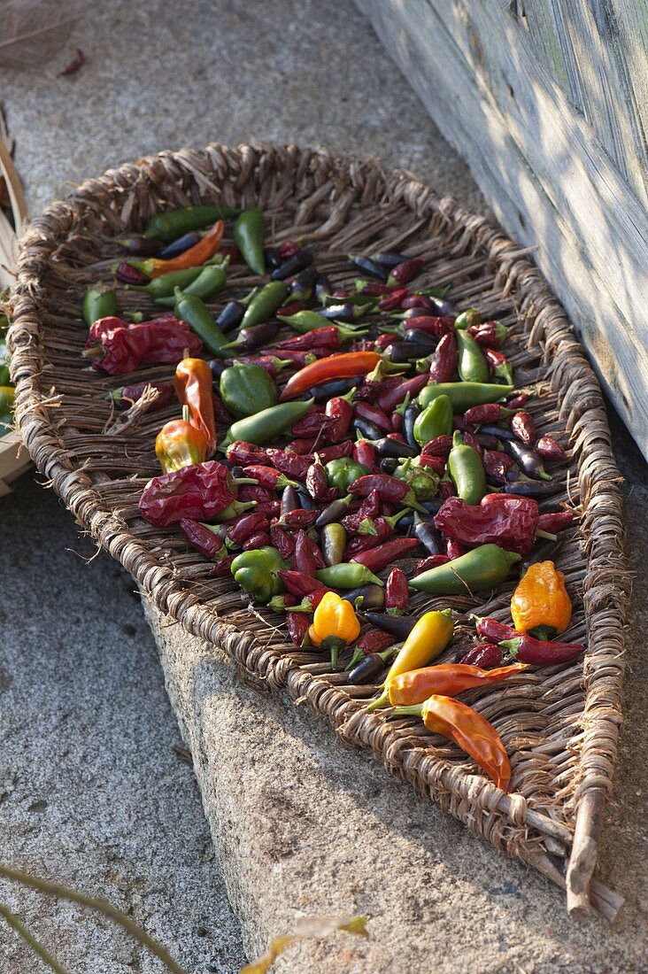 Paprika, Peperoni und Chili (Capsicum) zum Trocknen