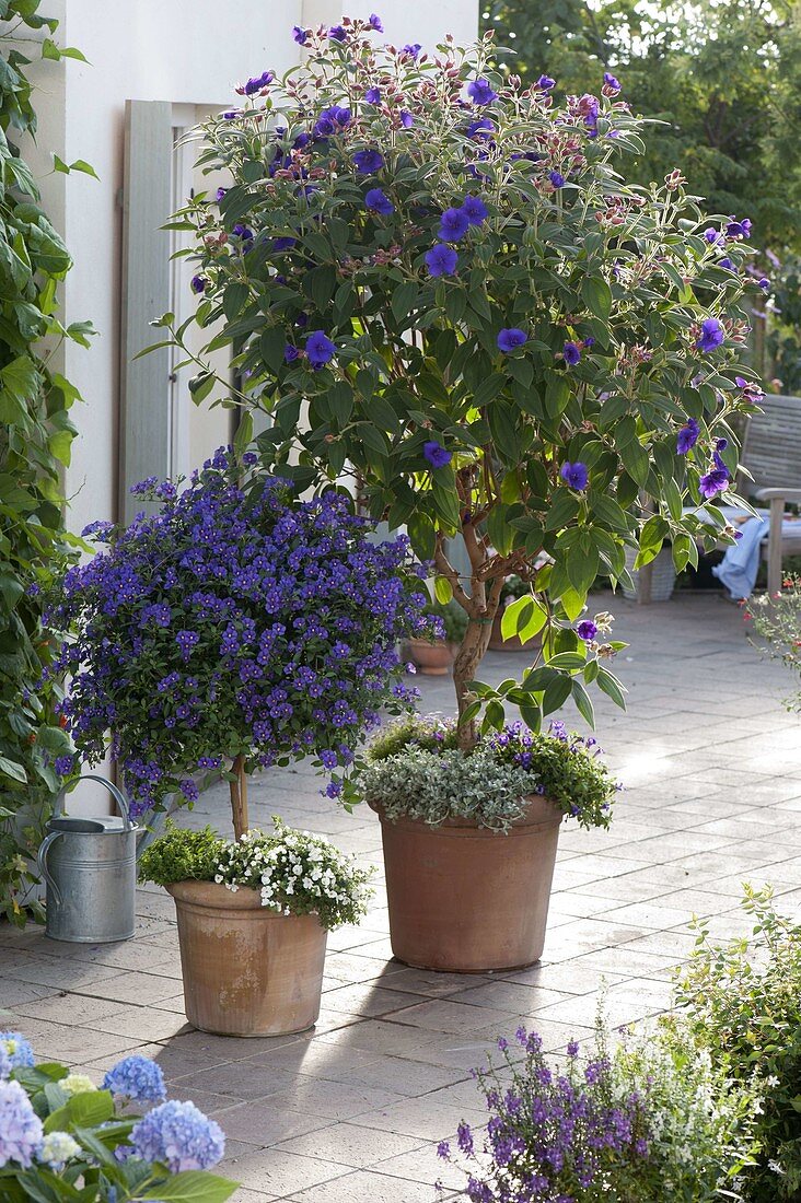 Tibouchina urvilleana underplanted with Chrysocephalum