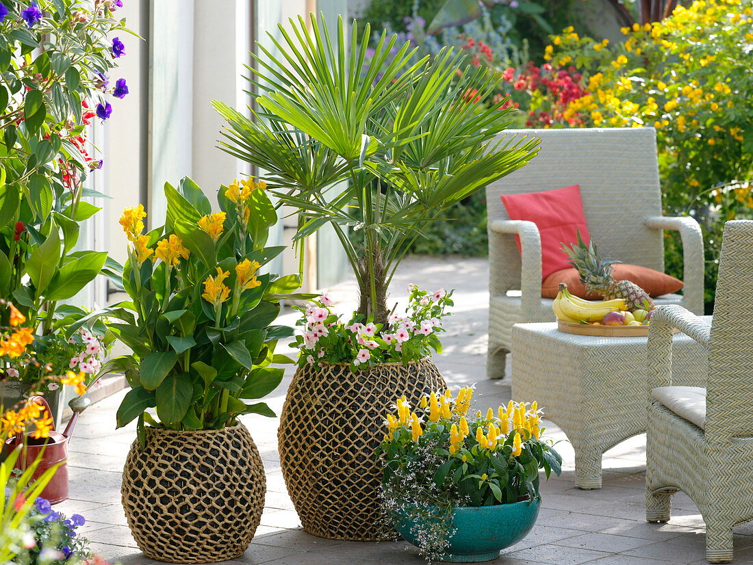 Tropical Terrace, Chamaerops humilis, Canna 'Tenerife'