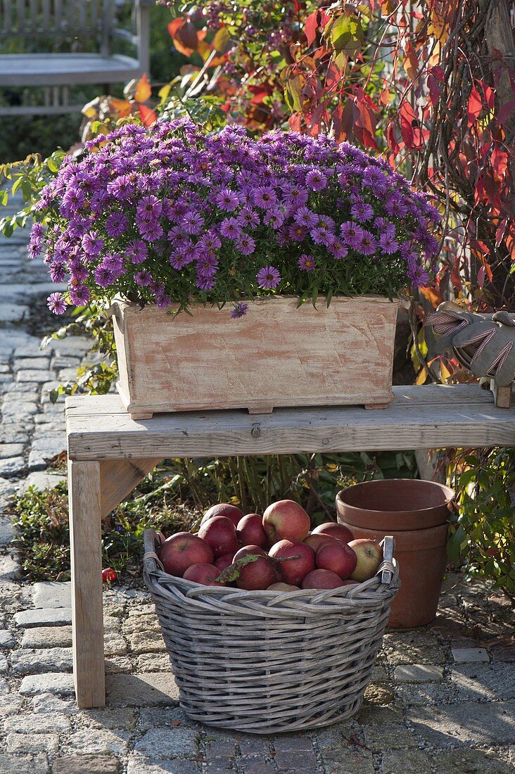 Aster dumosus 'Rose Crystal' (Cushion aster)