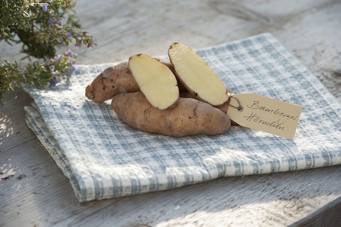 Kartoffel-Sorte 'Bamberger Hörnchen' (Solanum tuberosum)