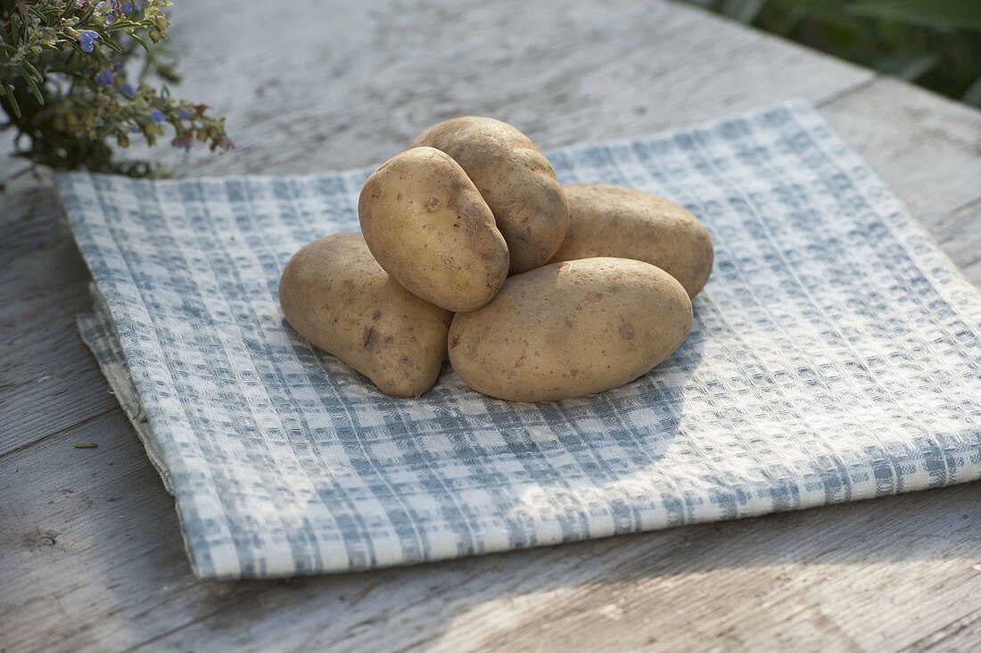 Potato - Variety 'Christa' (Solanum tuberosum)