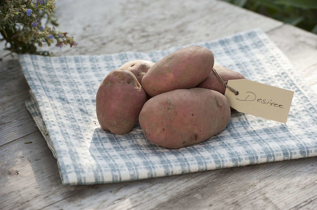 Potato variety 'Desiree' (Solanum tuberosum)