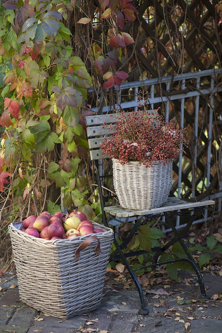 Baskets of freshly picked apples (Malus)
