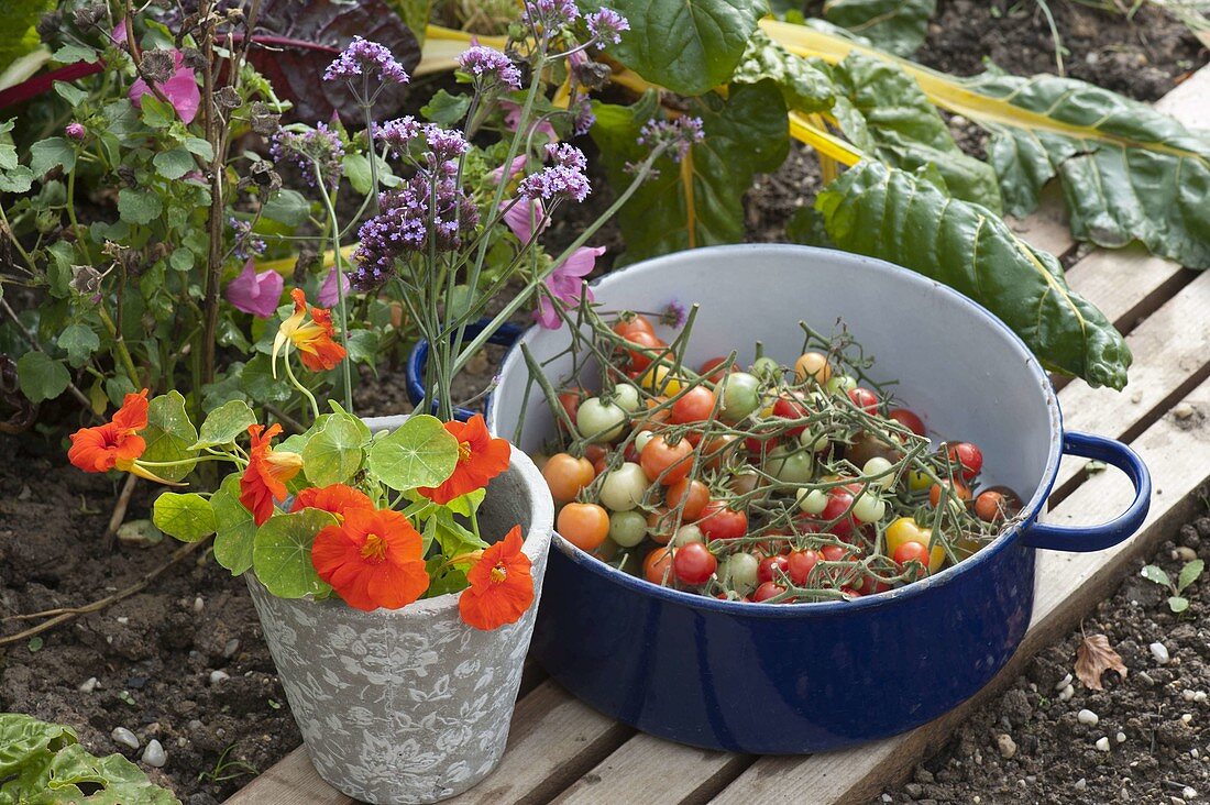 Frisch geerntete Mini-Tomaten (Lycopersicon) in blauem Emaille-Topf