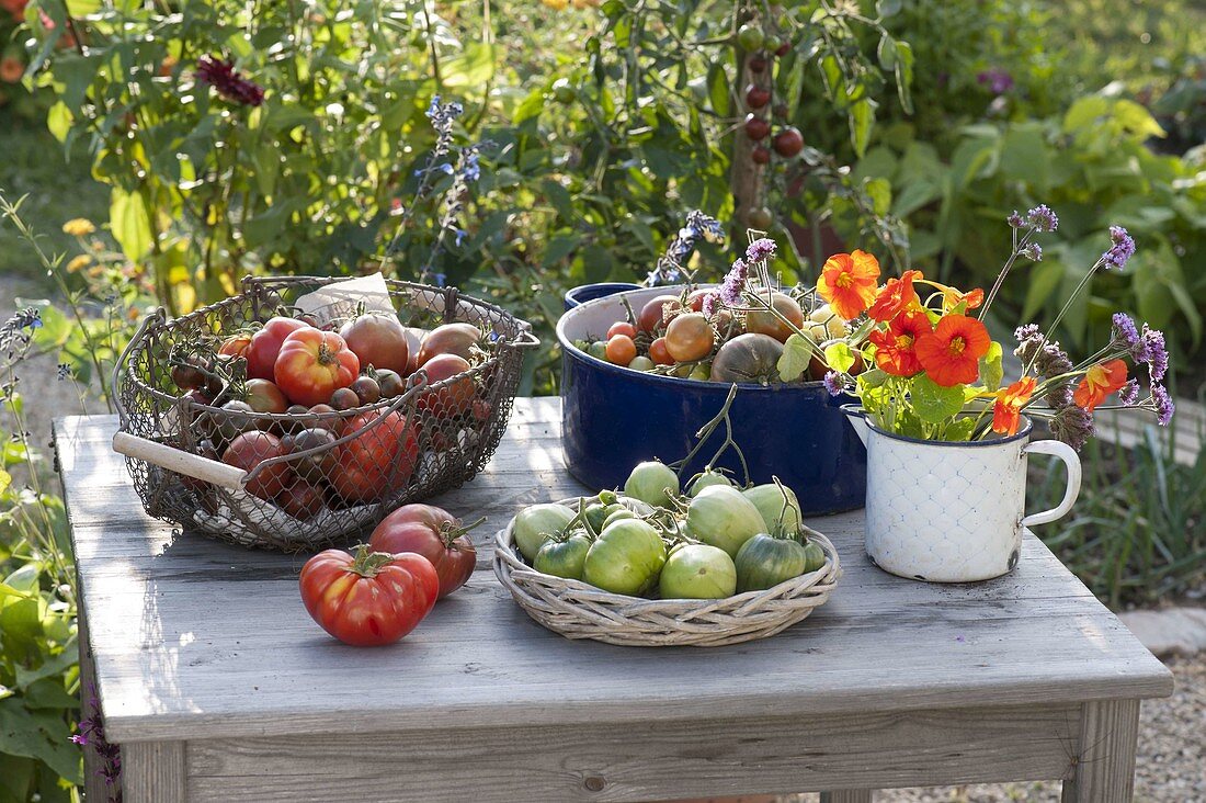 Freshly harvested tomatoes (Lycopersicon) in wire basket, enamel pot