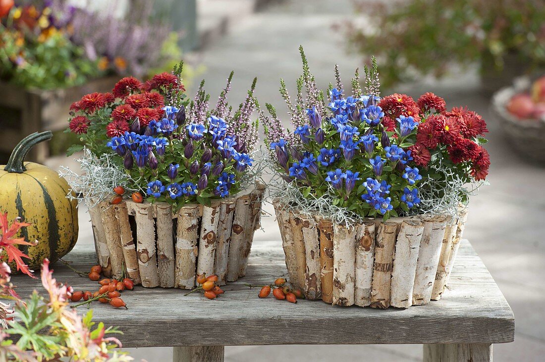 Gentiana scabra (Japanese herb gentian), Chrysanthemum