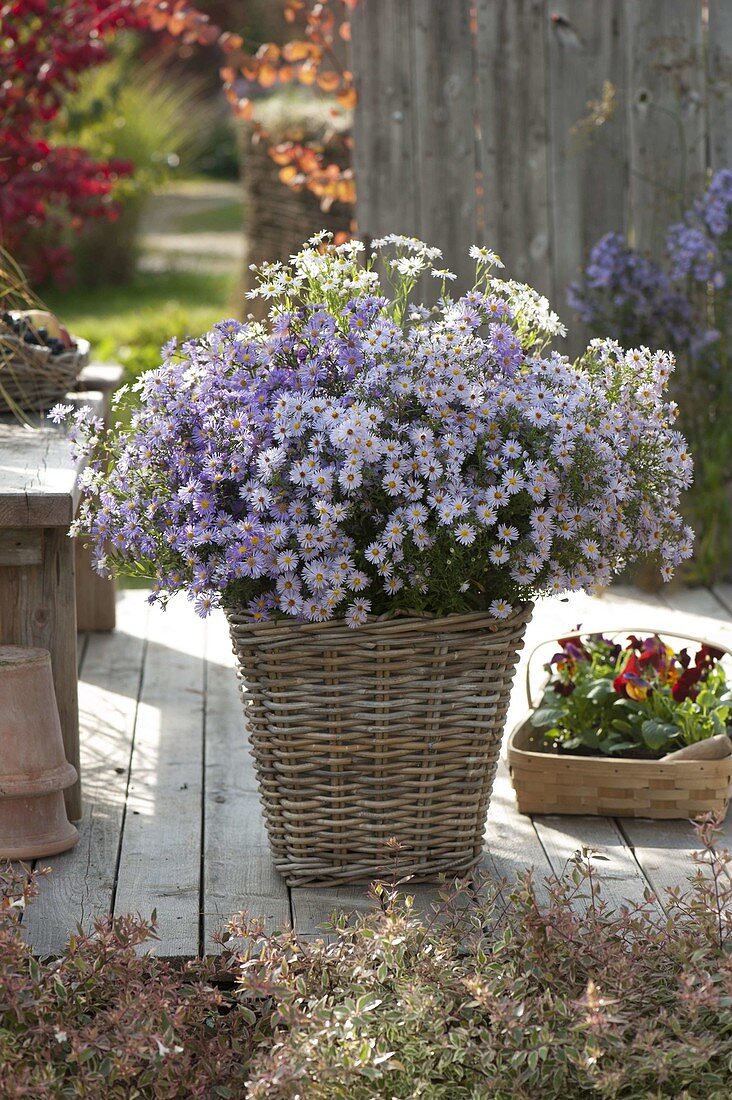 Üppiger Strauß aus Aster (Herbstastern) in Korb-Vase