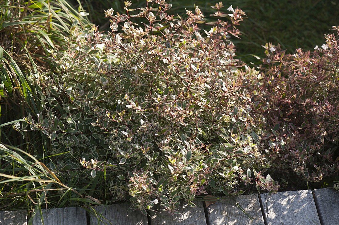 Abelia grandiflora 'Confetti' (weißbunte Abelie) im Beet