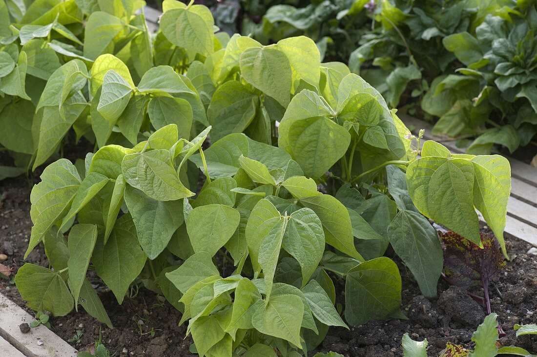 Bush beans (Phaseolus) in the vegetable garden