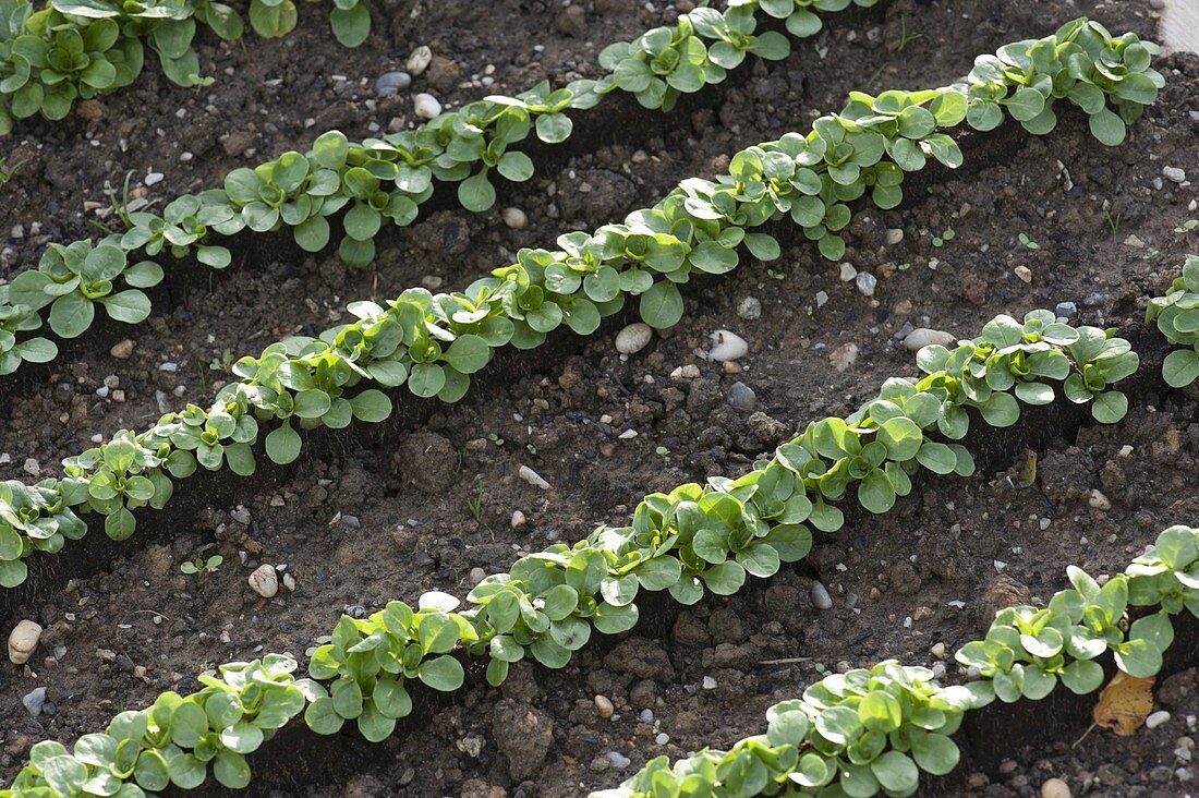 Feldsalat-Jungpflanzen in Reihen ins Beet setzen