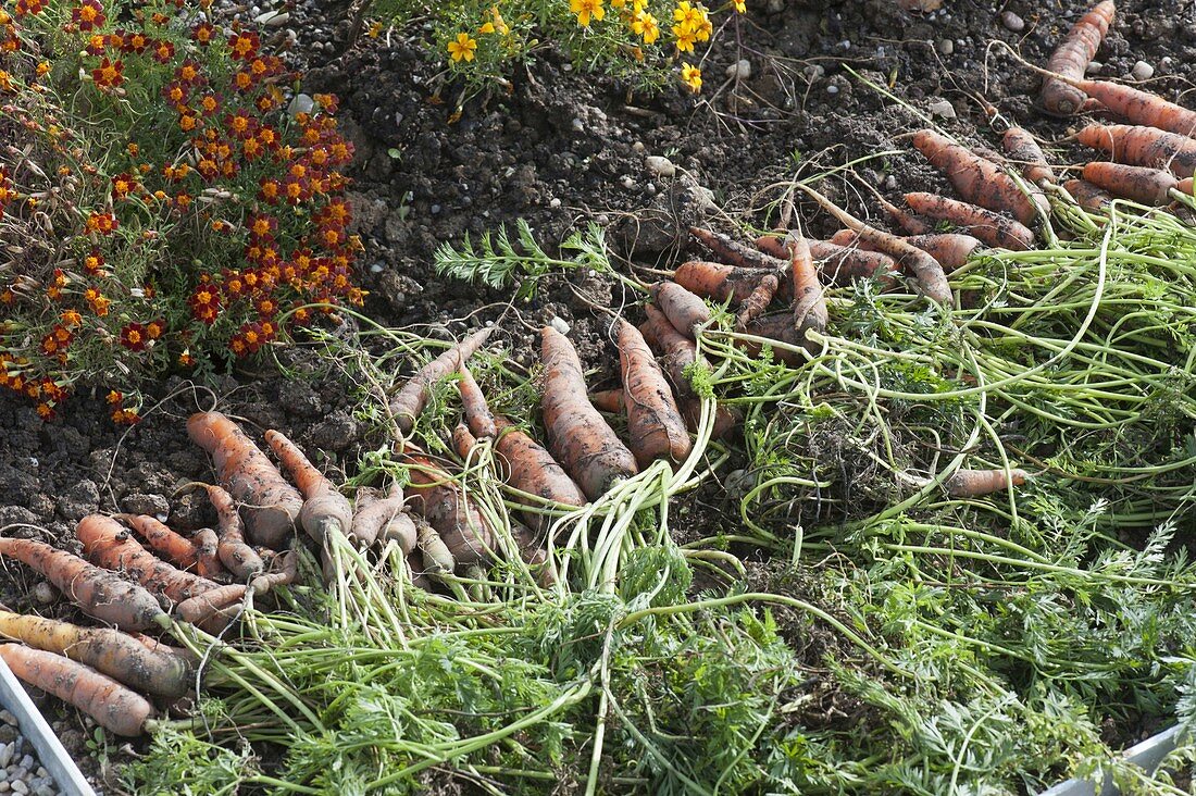 Freshly harvested carrots (Daucus carota) in bed