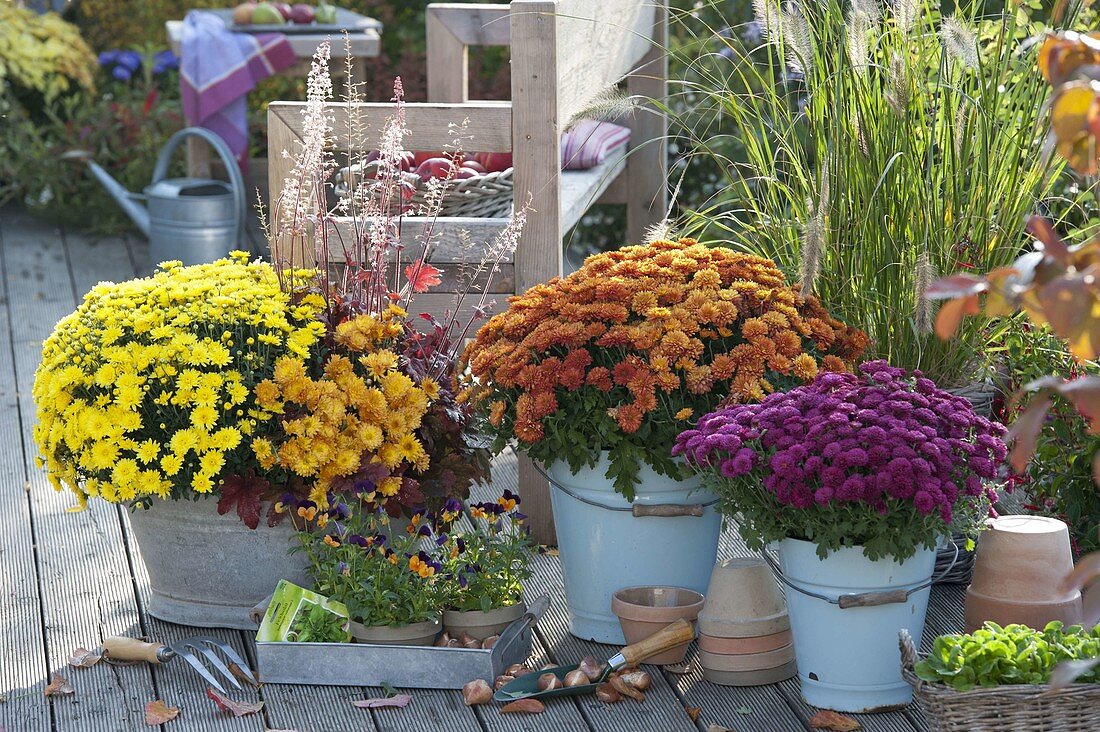 Chrysanthemum 'Kiyellow', 'Kipli', 'Kiroul', 'Kilo'