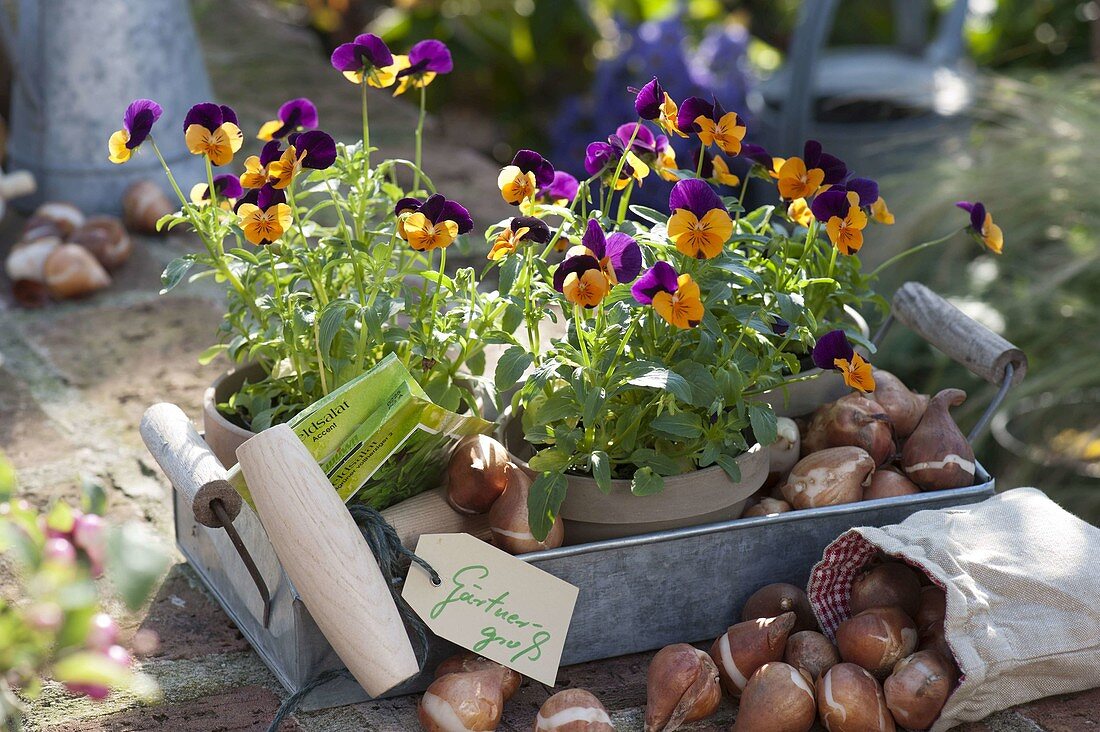 Viola cornuta 'Orange with Purple' (Horned violet) in clay pots