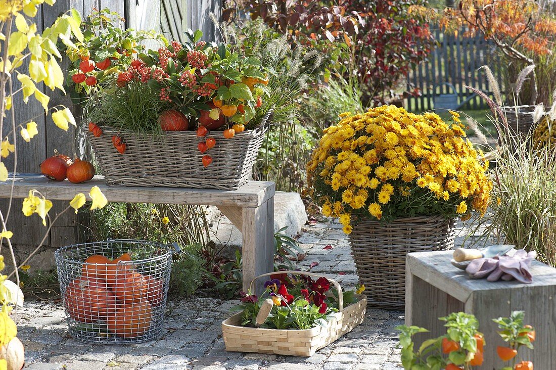 Chrysanthemum multiflora 'Kipli' (autumn chrysanthemum), Physalis