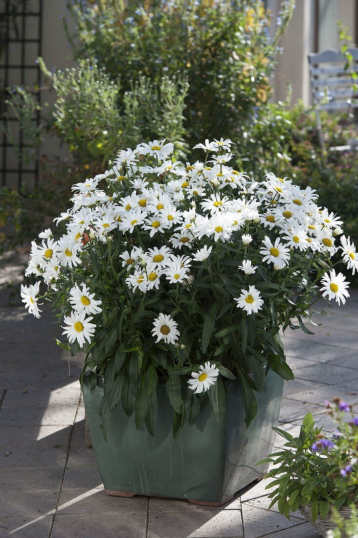 Leucanthemum x superbum 'Daisy May' (Margeriten)