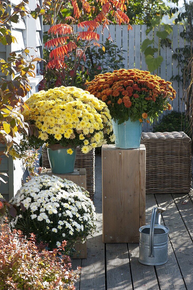 Chrysanthemum multiflora 'Kiwhite' white, 'Kiroul' copper, 'Fortuna' yellow