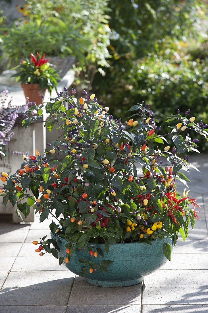 Chili 'Bolivian Rainbow' lila, 'Medusa' rechts, 'Salsa' rot und gelb (Capsicu