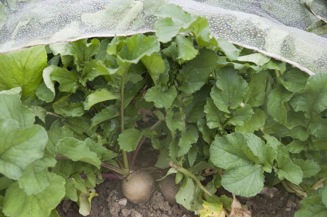 Protect radish (Raphanus) against radish fly with tissue