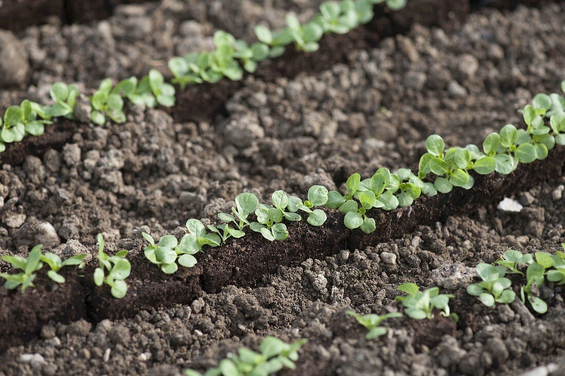 Lamb's lettuce - Planting young plants in rows in the bed (3/4)