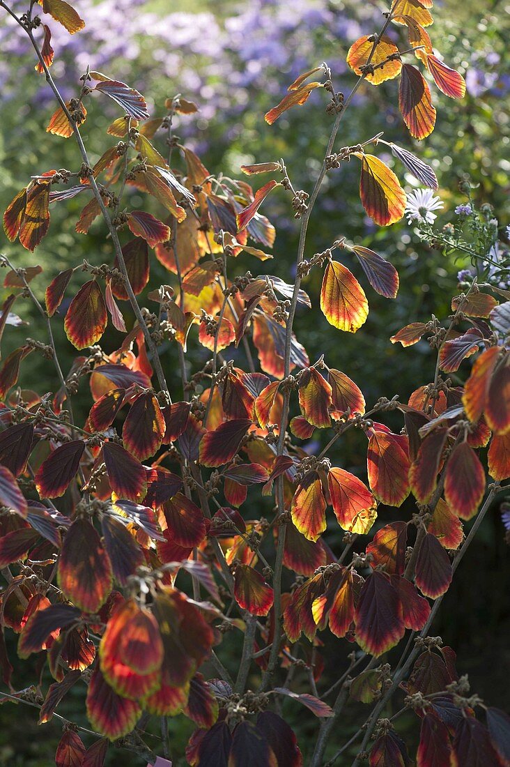 Hamamelis 'Arnold's Promise' (Witch Hazel) in autumn colours