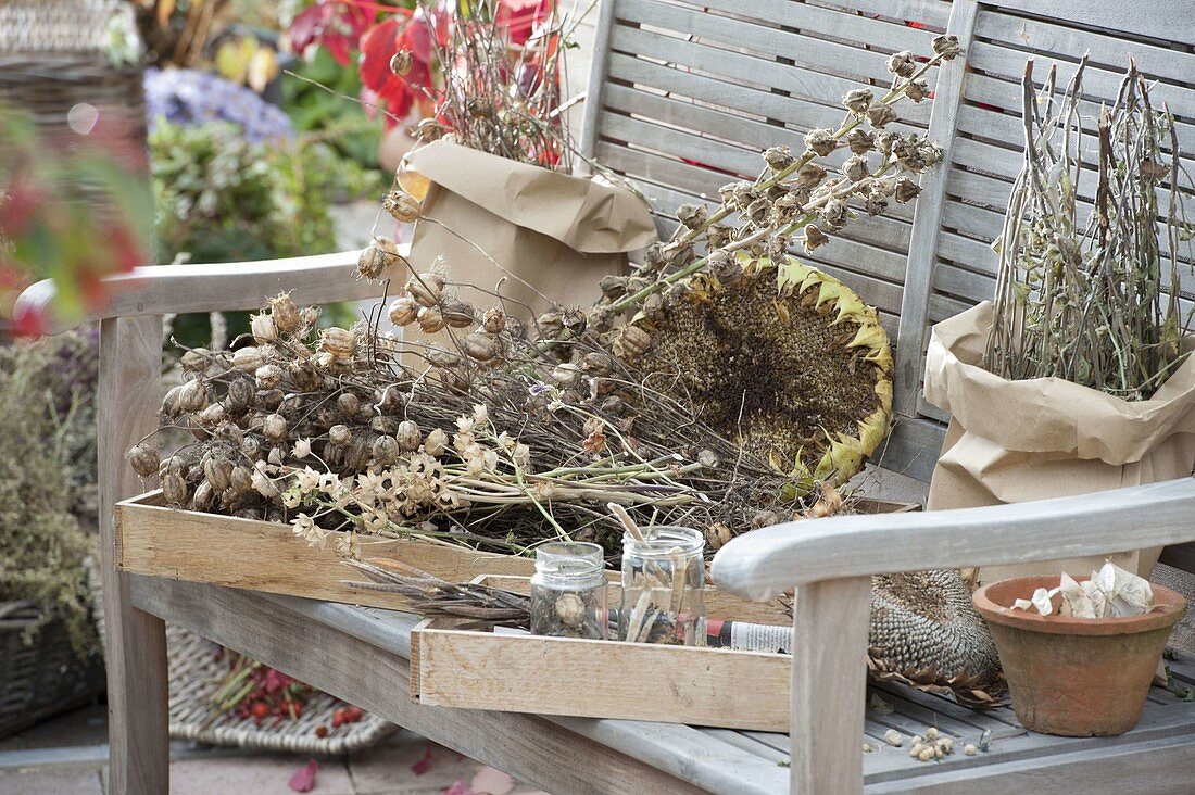 Seed heads of various summer flowers