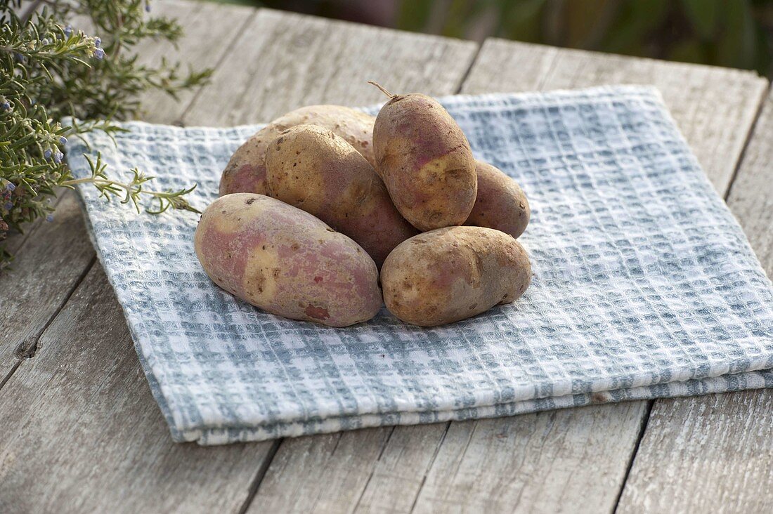Kartoffel-Sorte 'Mayan Twilight' (Solanum tuberosum)