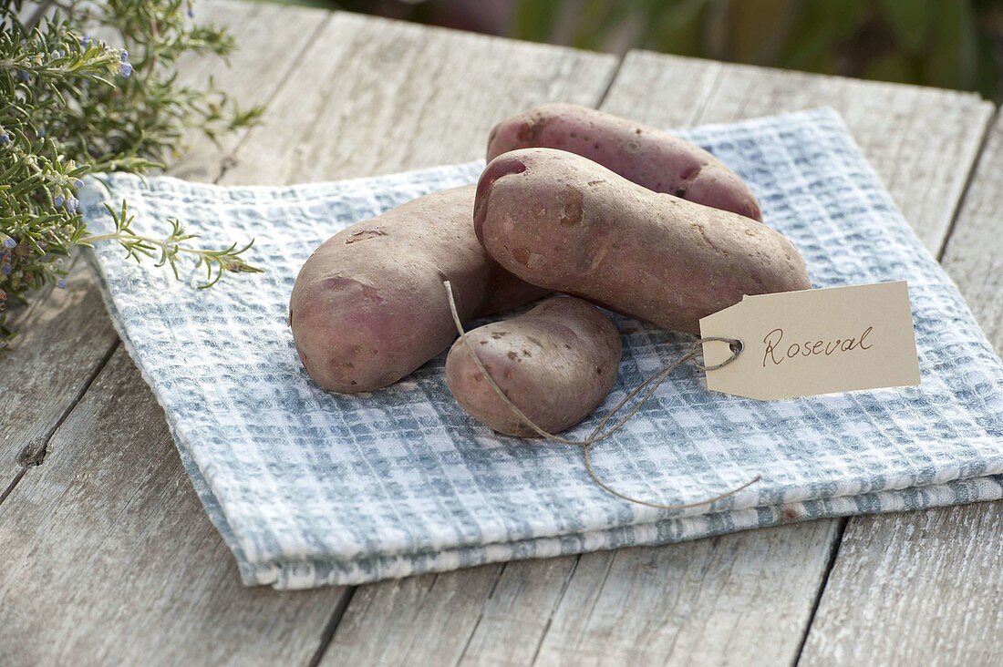 Potato variety 'Roseval' (Solanum tuberosum) with label