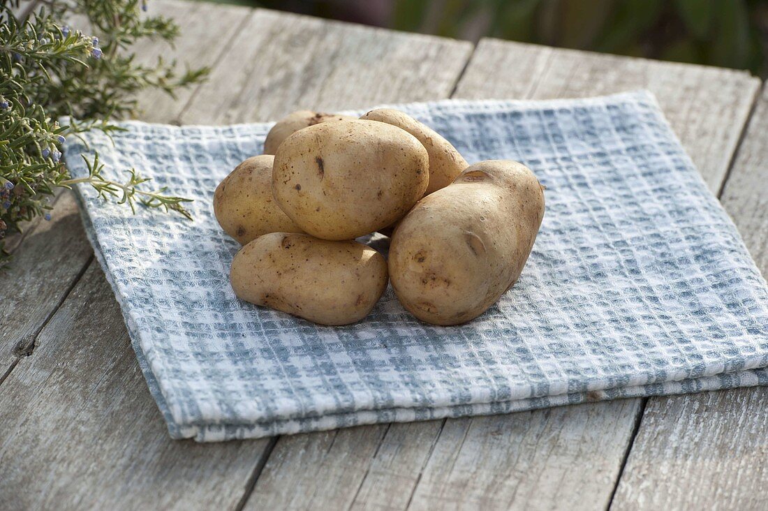 Potato variety 'Sieglinde' (Solanum tuberosum)