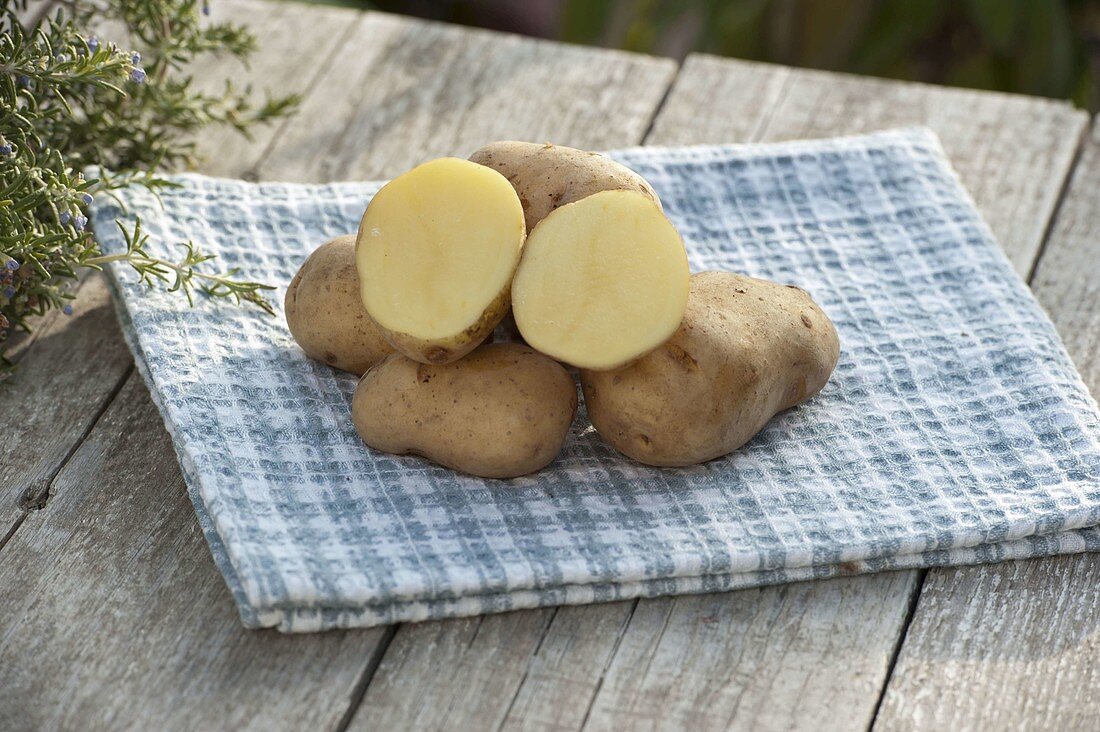 Kartoffel-Sorte 'Sieglinde' (Solanum tuberosum) aufgeschnitten