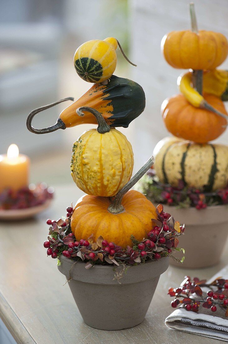 Autumnal pumpkin decoration in the room