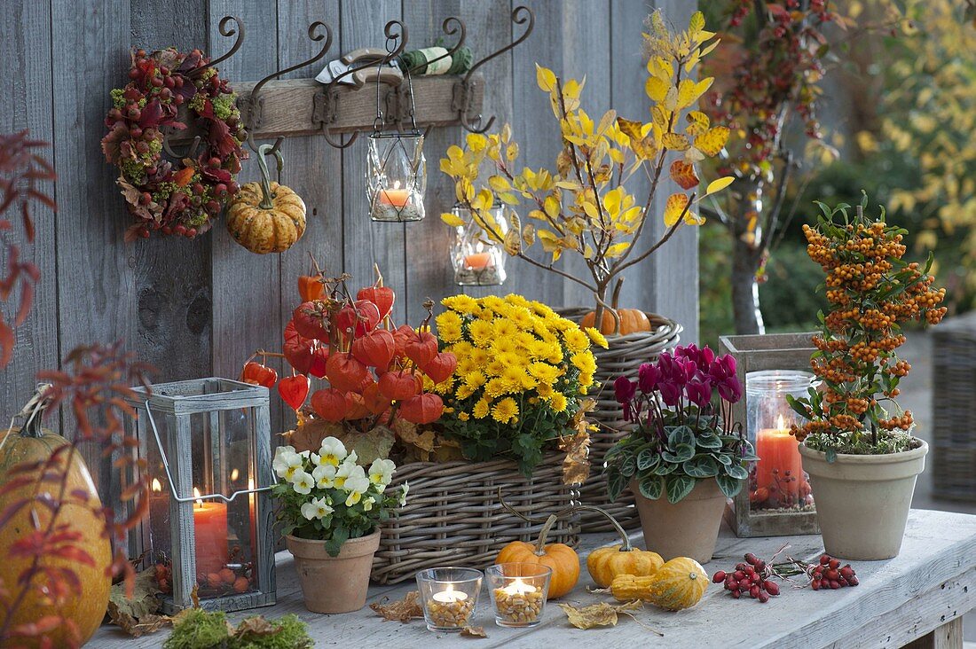 Herbstlicher Terrassentisch mit Chrysanthemum (Herbstchrysantheme)