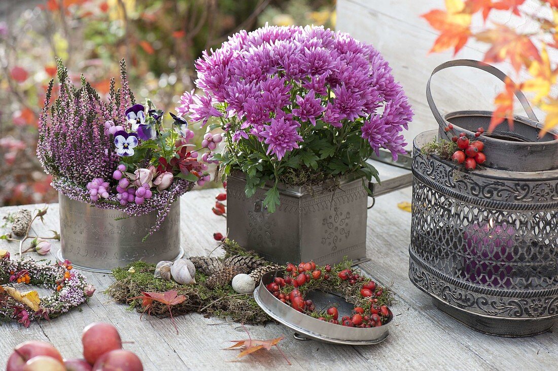 Silver tins with Chrysanthemum (Autumn Chrysanthemum), Calluna 'Pink'.