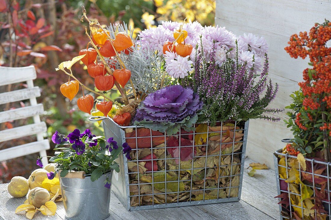 Calluna, Brassica, Physalis