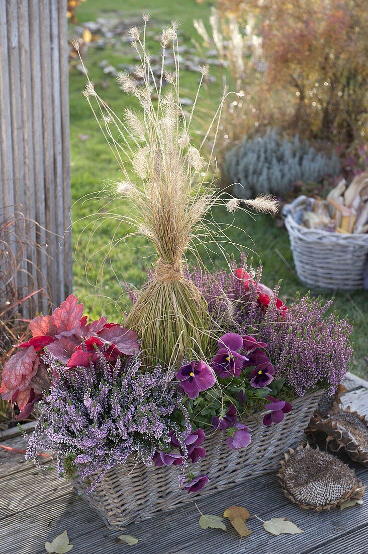 Basket box planted with Calluna Garden Girls